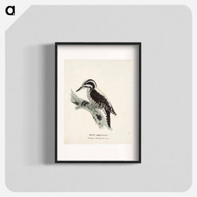 アートポスター-Three-toed woodpecker, female, Wilhelm von Wright - ヴィルヘルム フォン ライト Poster.