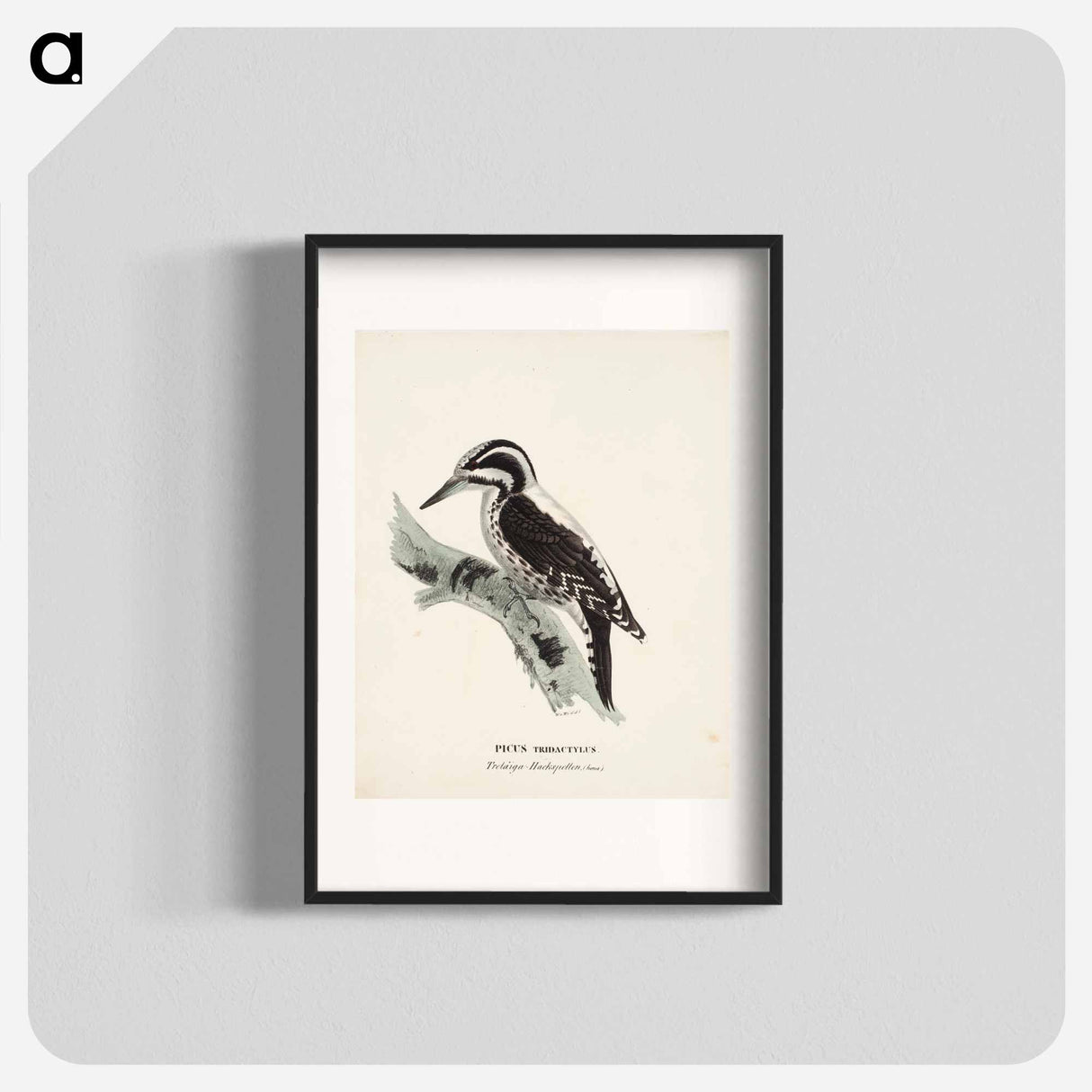 Three-toed woodpecker, female, Wilhelm von Wright - ヴィルヘルム フォン ライト Poster.