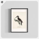 Three-toed woodpecker, female, Wilhelm von Wright - ヴィルヘルム フォン ライト Poster.