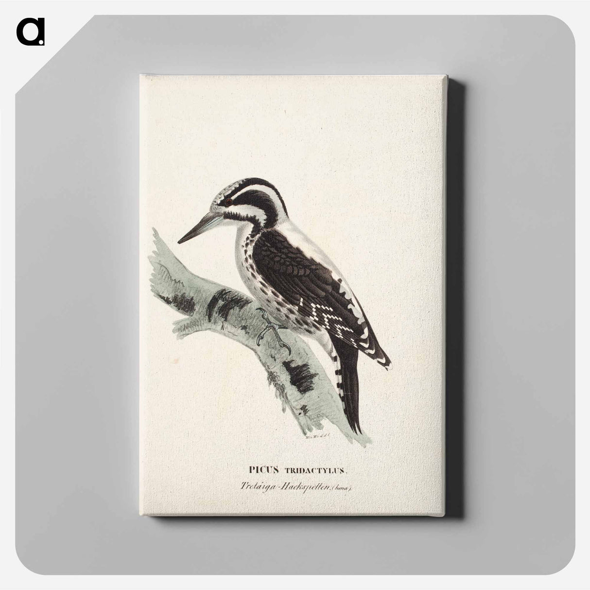 Three-toed woodpecker, female, Wilhelm von Wright - ヴィルヘルム フォン ライト Canvas.