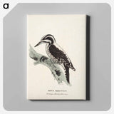 Three-toed woodpecker, female, Wilhelm von Wright - ヴィルヘルム フォン ライト Canvas.