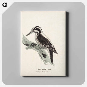 アートパネル-Three-toed woodpecker, female, Wilhelm von Wright - ヴィルヘルム フォン ライト Canvas.