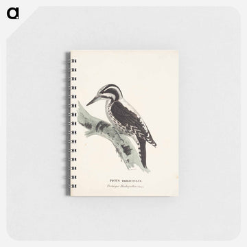 Three-toed woodpecker, female, Wilhelm von Wright - ヴィルヘルム フォン ライト Memo.