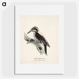 Three-toed woodpecker, female, Wilhelm von Wright - ヴィルヘルム フォン ライト Poster.