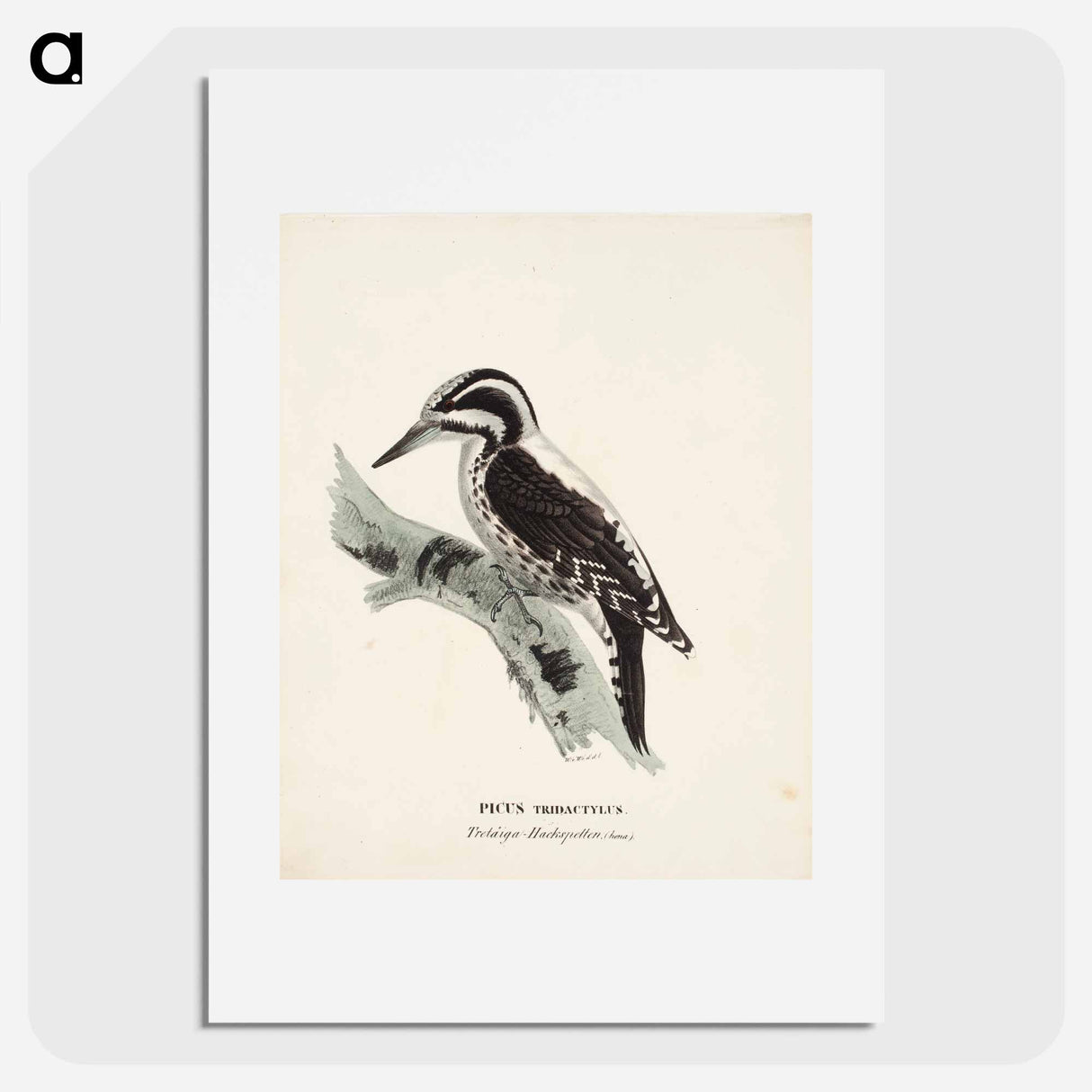 Three-toed woodpecker, female, Wilhelm von Wright - Wilhelm von Wright Poster.