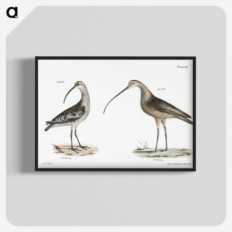 1-67_Zoology-of-New-York_blk-crop