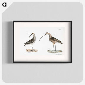 アートポスター-Jack Curlew (Numenius hudsonius) Long-billed Curlew (Numenius longirostris) illustration from Zoology of New York by - ニューヨークの動物学 Poster.