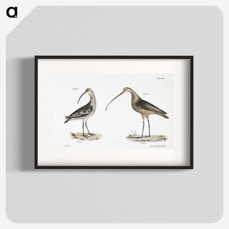 1-67_Zoology-of-New-York_blk