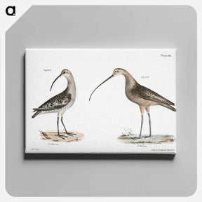 アートパネル-Jack Curlew (Numenius hudsonius) Long-billed Curlew (Numenius longirostris) illustration from Zoology of New York by - ニューヨークの動物学 Canvas.