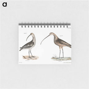 アートメモ帳-Jack Curlew (Numenius hudsonius) Long-billed Curlew (Numenius longirostris) illustration from Zoology of New York by - ニューヨークの動物学 Memo.