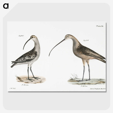 1-67_Zoology-of-New-York_picture-crop