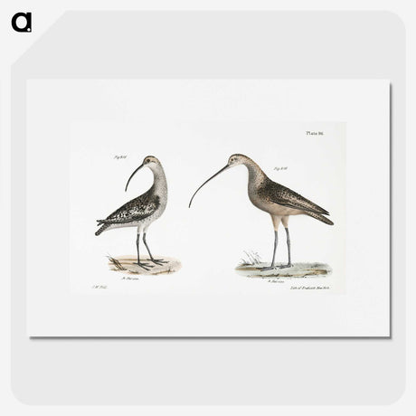 1-67_Zoology-of-New-York_picture