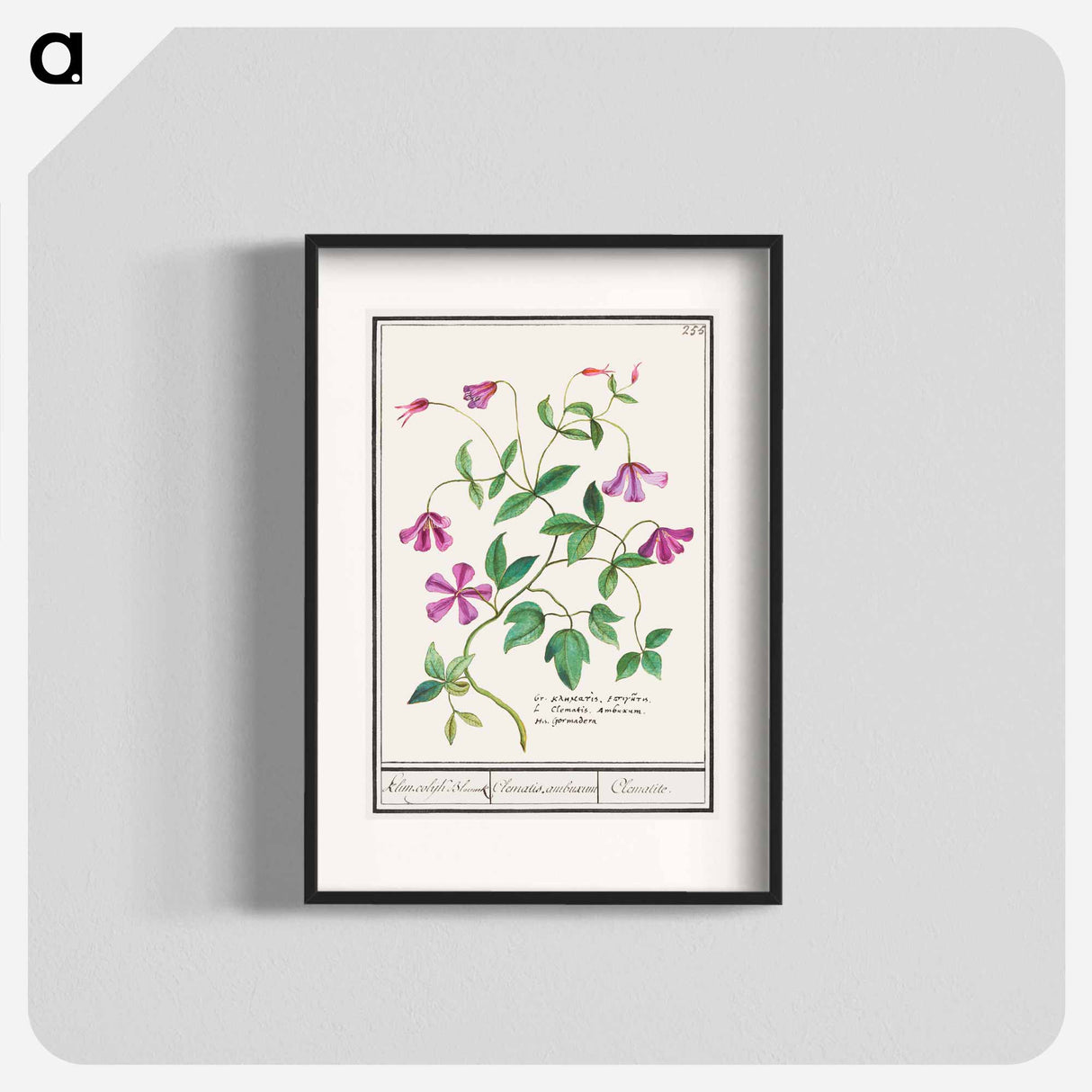 Clematis - アンセルムス ボエティウス デ ブート Poster.