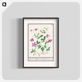 Clematis - アンセルムス ボエティウス デ ブート Poster.