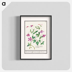 アートポスター-Clematis - アンセルムス ボエティウス デ ブート Poster.