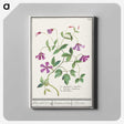 1-68_Anselmus-Boetius-de-Boodt_canvas