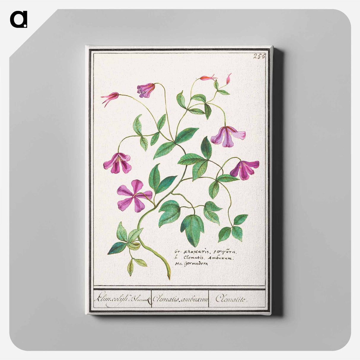 Clematis - アンセルムス ボエティウス デ ブート Canvas.