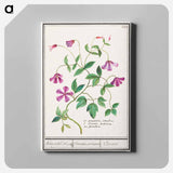 Clematis - アンセルムス ボエティウス デ ブート Canvas.