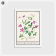 アートポストカード-Clematis - アンセルムス ボエティウス デ ブート Postcard.