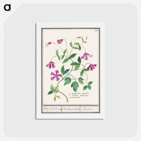 アートポストカード-Clematis - アンセルムス ボエティウス デ ブート Postcard.