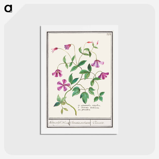 アートポストカード-Clematis - アンセルムス ボエティウス デ ブート Postcard.