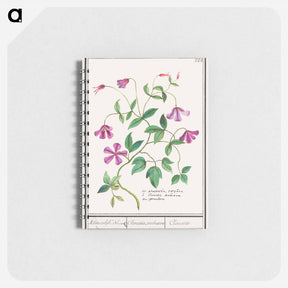 アートメモ帳-Clematis - アンセルムス ボエティウス デ ブート Memo.
