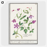 1-68_Anselmus-Boetius-de-Boodt_picture-crop