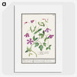 1-68_Anselmus-Boetius-de-Boodt_picture