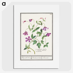 1-68_Anselmus-Boetius-de-Boodt_picture