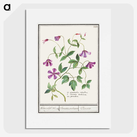 1-68_Anselmus-Boetius-de-Boodt_picture