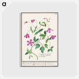 アートポストカード-Clematis - アンセルムス ボエティウス デ ブート Postcard.