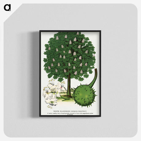 1-68_Botanical-Specimen-Plates_blk-crop