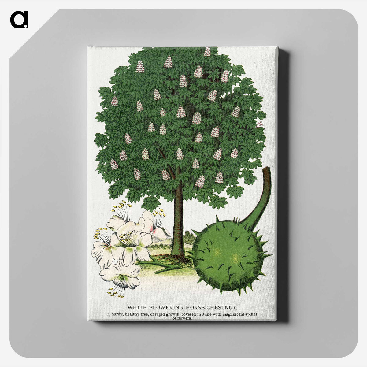 1-68_Botanical-Specimen-Plates_canvas