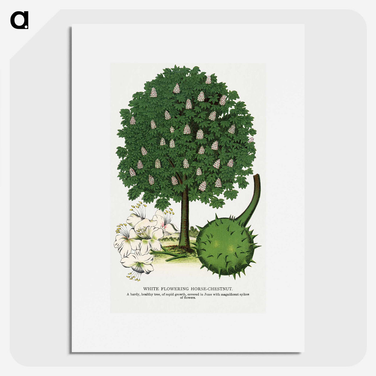 1-68_Botanical-Specimen-Plates_picture