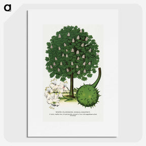 1-68_Botanical-Specimen-Plates_picture