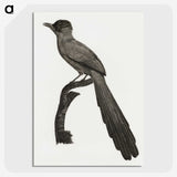 1-68_Des-Oiseaux-de-Paradis_picture-crop