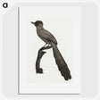 1-68_Des-Oiseaux-de-Paradis_picture