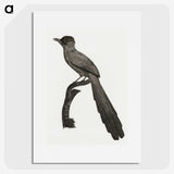 1-68_Des-Oiseaux-de-Paradis_picture
