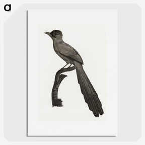 1-68_Des-Oiseaux-de-Paradis_picture