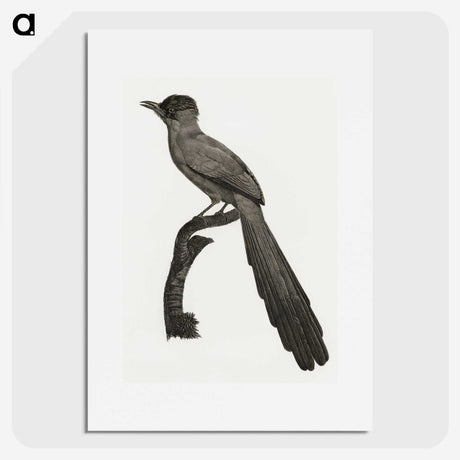 1-68_Des-Oiseaux-de-Paradis_picture