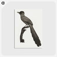 1-68_Des-Oiseaux-de-Paradis_postcard