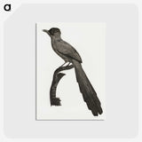 1-68_Des-Oiseaux-de-Paradis_postcard