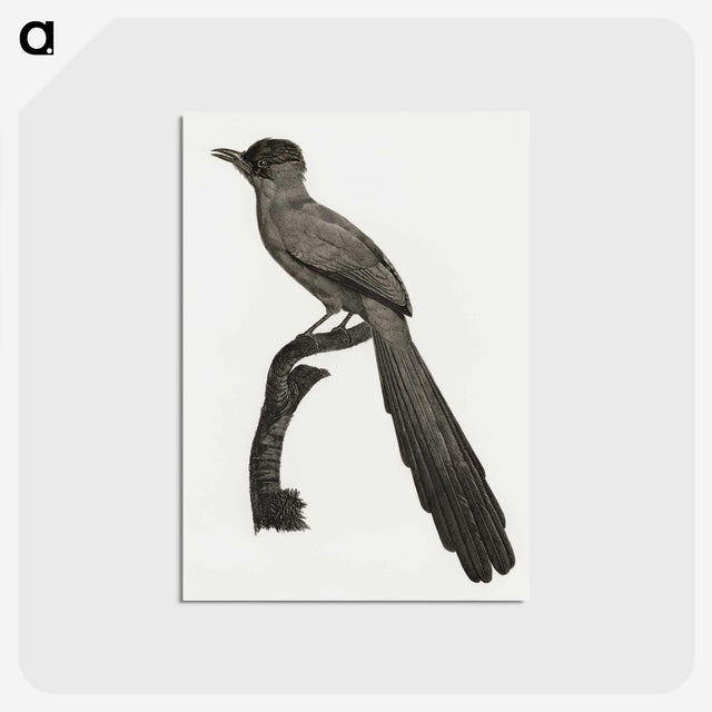 1-68_Des-Oiseaux-de-Paradis_postcard