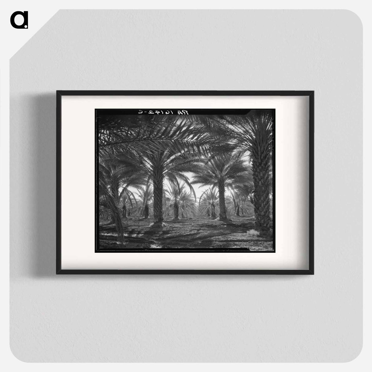 Date palms. Coachella Valley, California - Dorothea Lange Poster.
