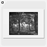Date palms. Coachella Valley, California - Dorothea Lange Poster.