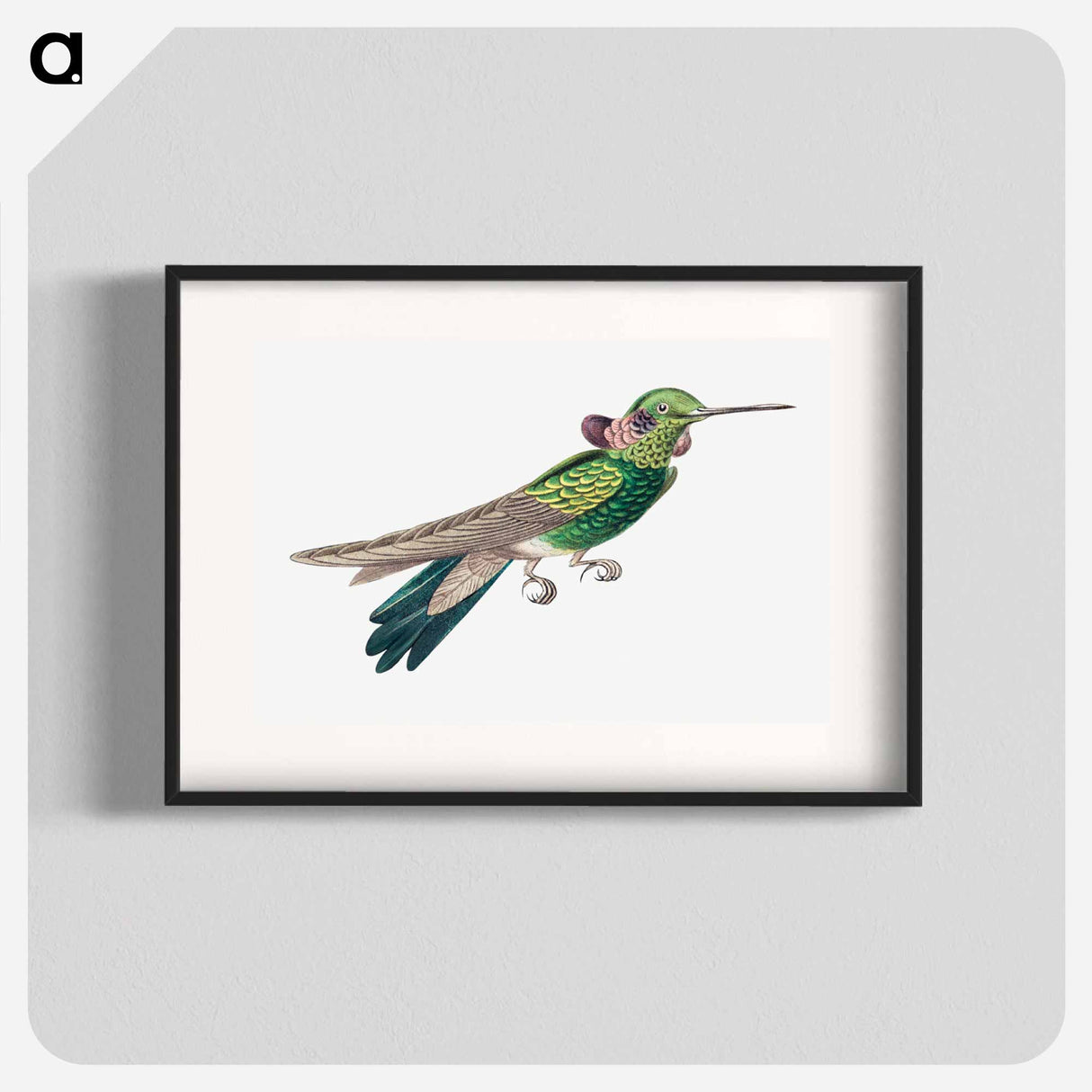Colorful vintage hummingbird illustration - エルンスト ヘッケル Poster.