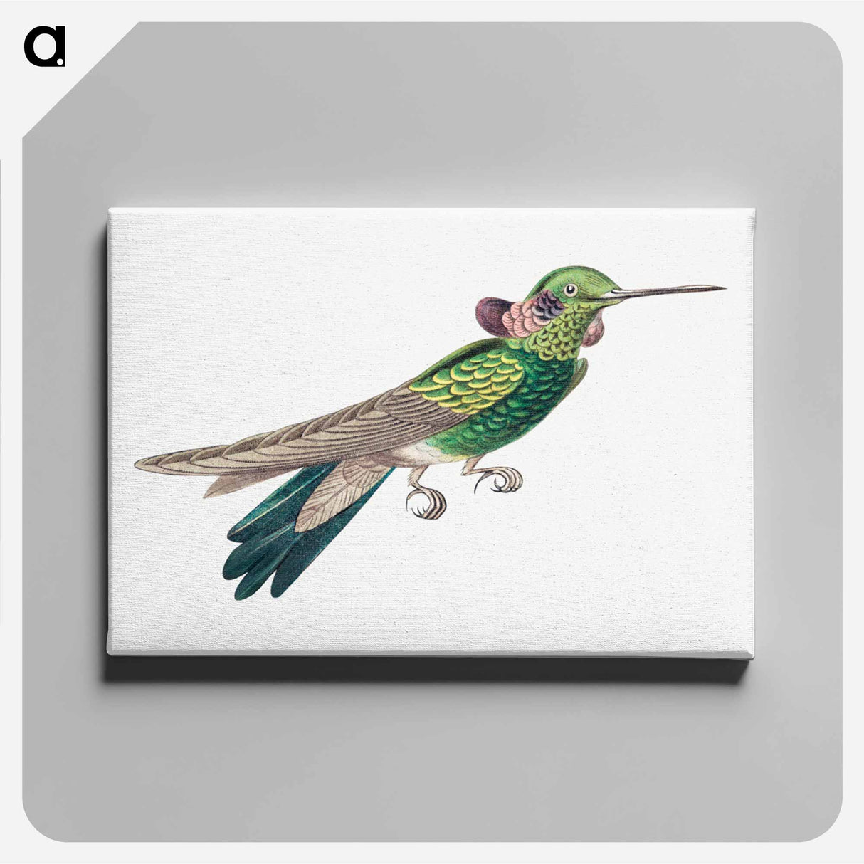 Colorful vintage hummingbird illustration - エルンスト ヘッケル Canvas.
