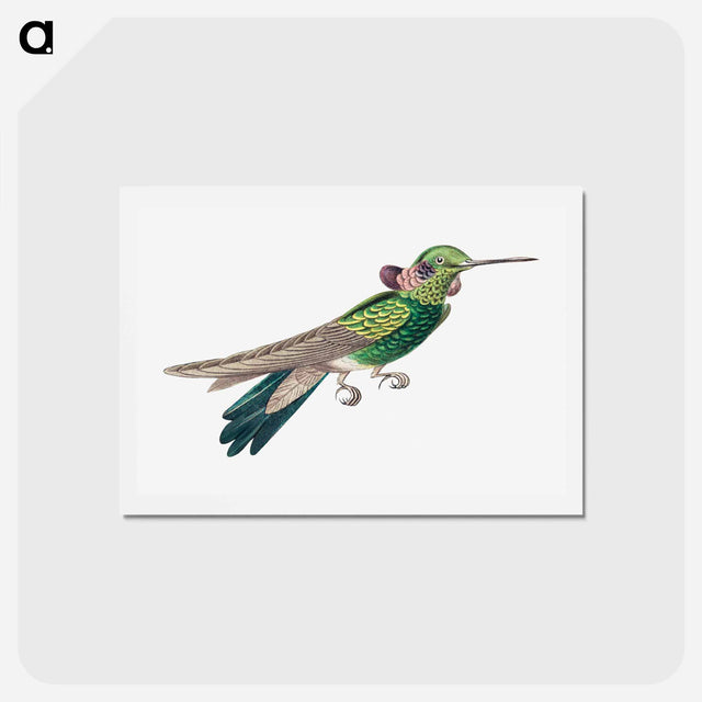 アートポストカード-Colorful vintage hummingbird illustration - エルンスト ヘッケル Postcard.