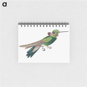 アートメモ帳-Colorful vintage hummingbird illustration - エルンスト ヘッケル Memo.