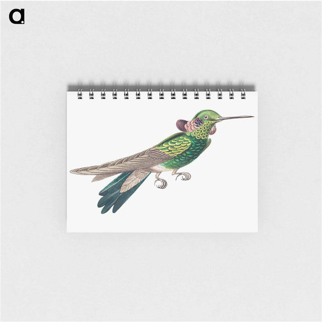 アートメモ帳-Colorful vintage hummingbird illustration - エルンスト ヘッケル Memo.